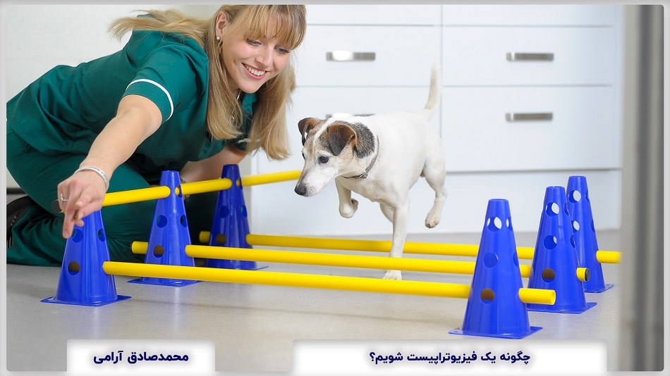 How to become Veterinary Physiotherapist